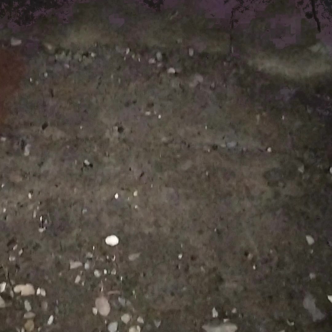 @пингвин