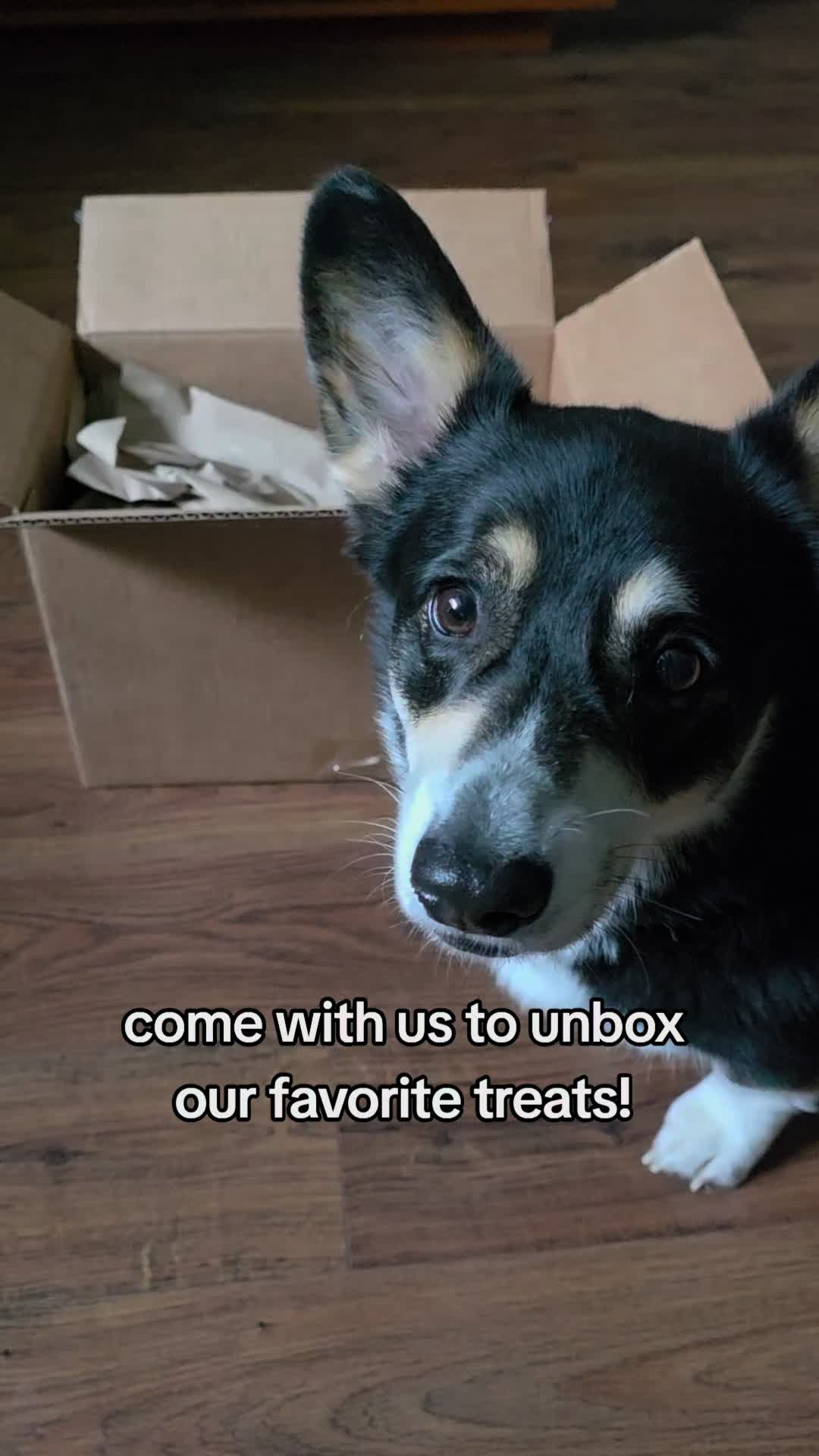 @Chelsea | Corgi Mom 🐾