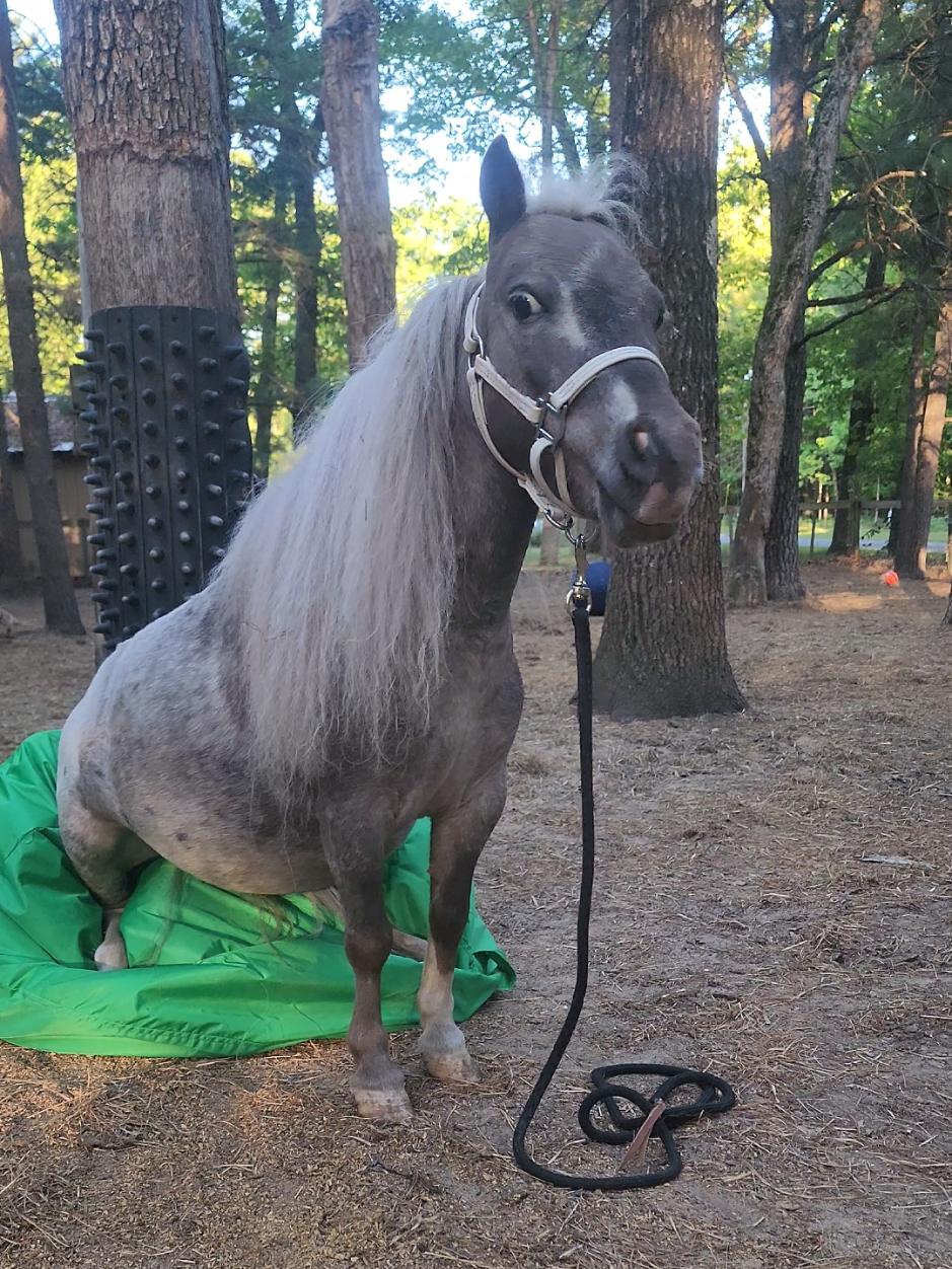 @minihorsemomandtrainer🐴🐴🐴🐴
