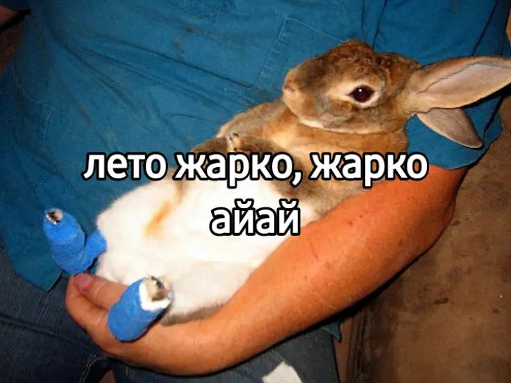 @чокопао 🍅