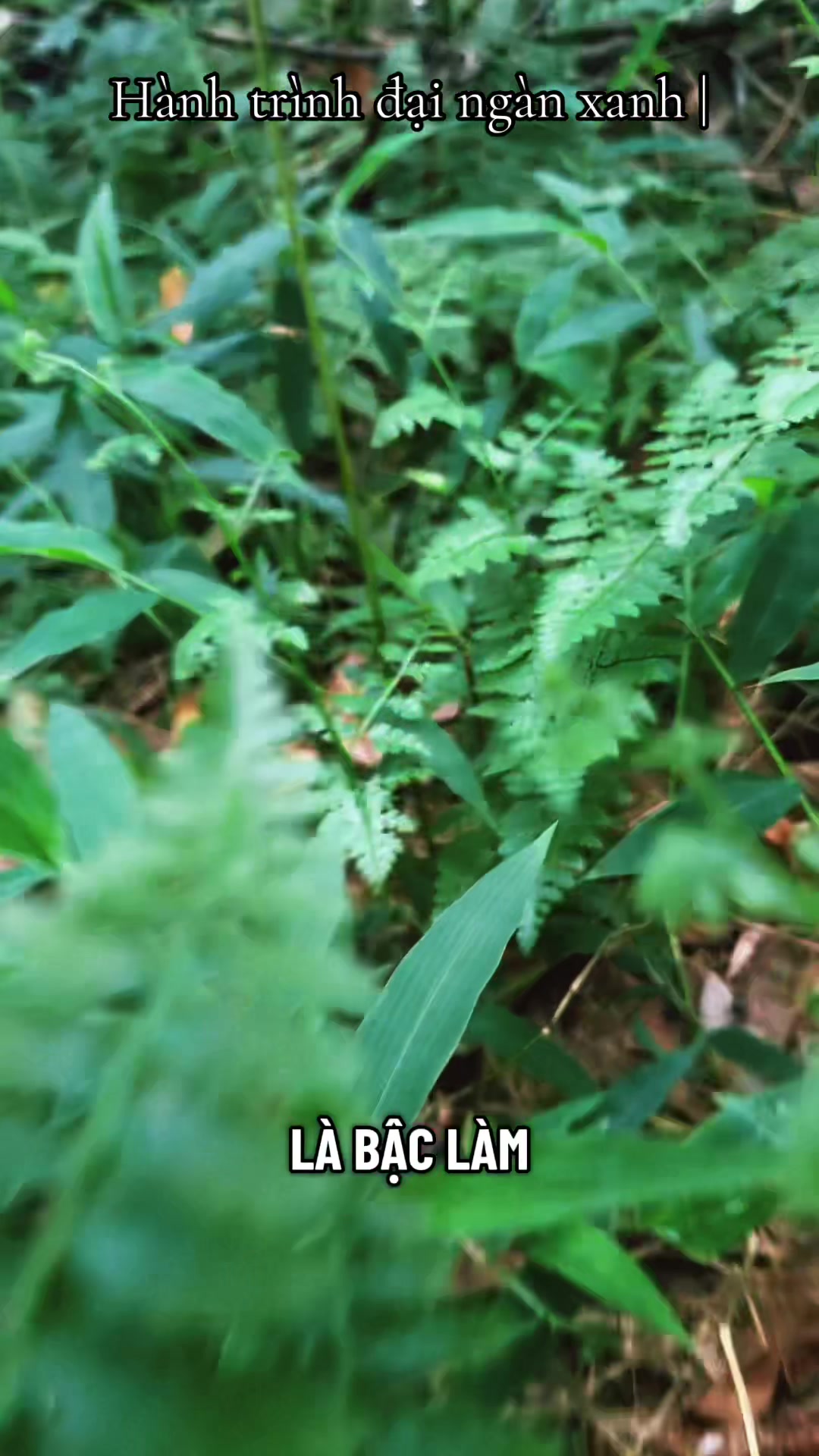 @D&oacute; Đen Việt !