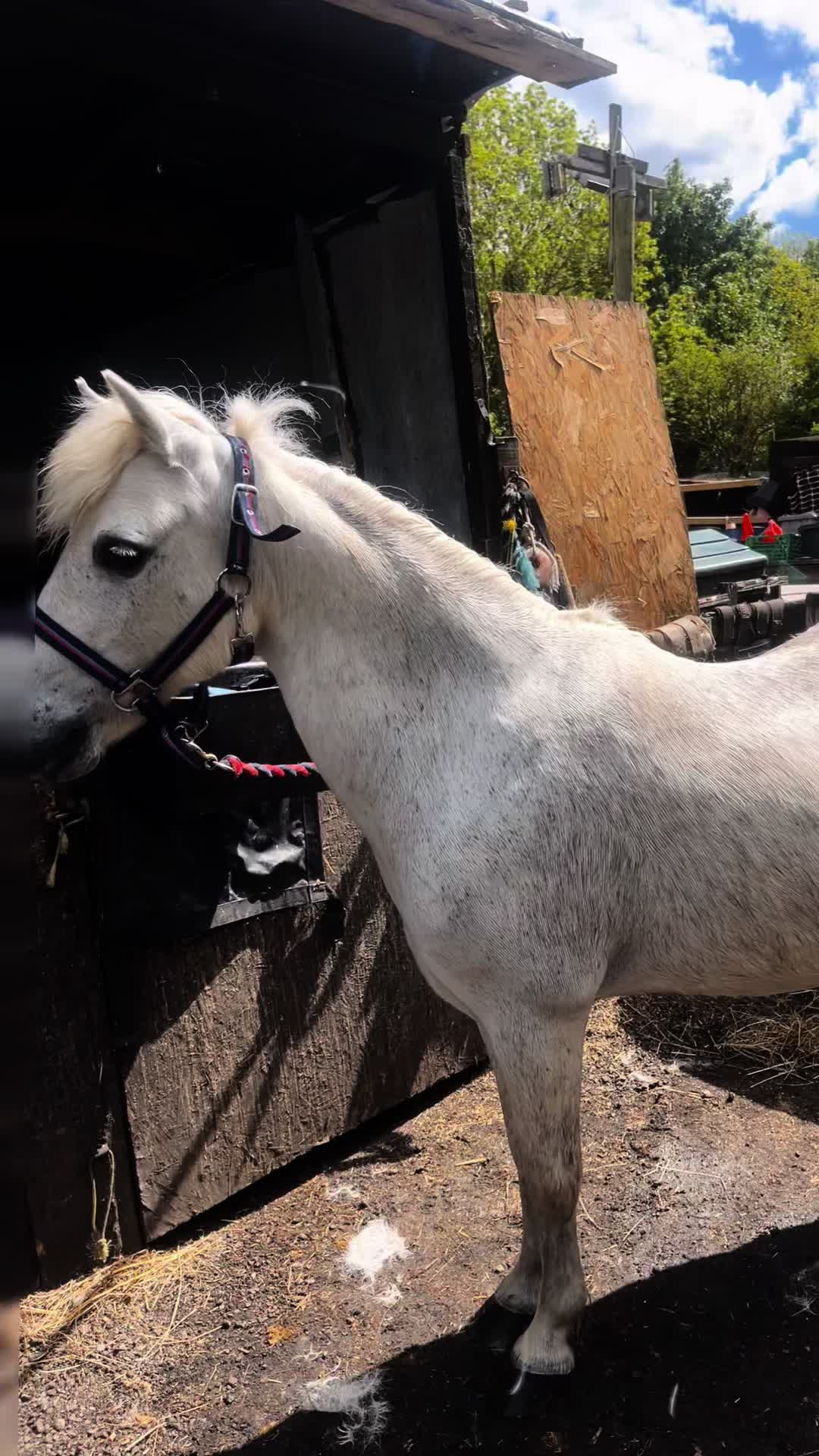 @lily🐴&hearts;️