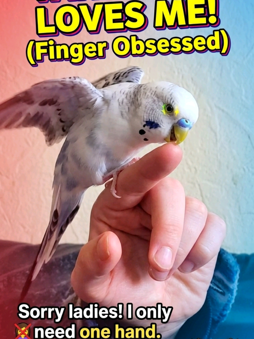 @Taha the Budgie