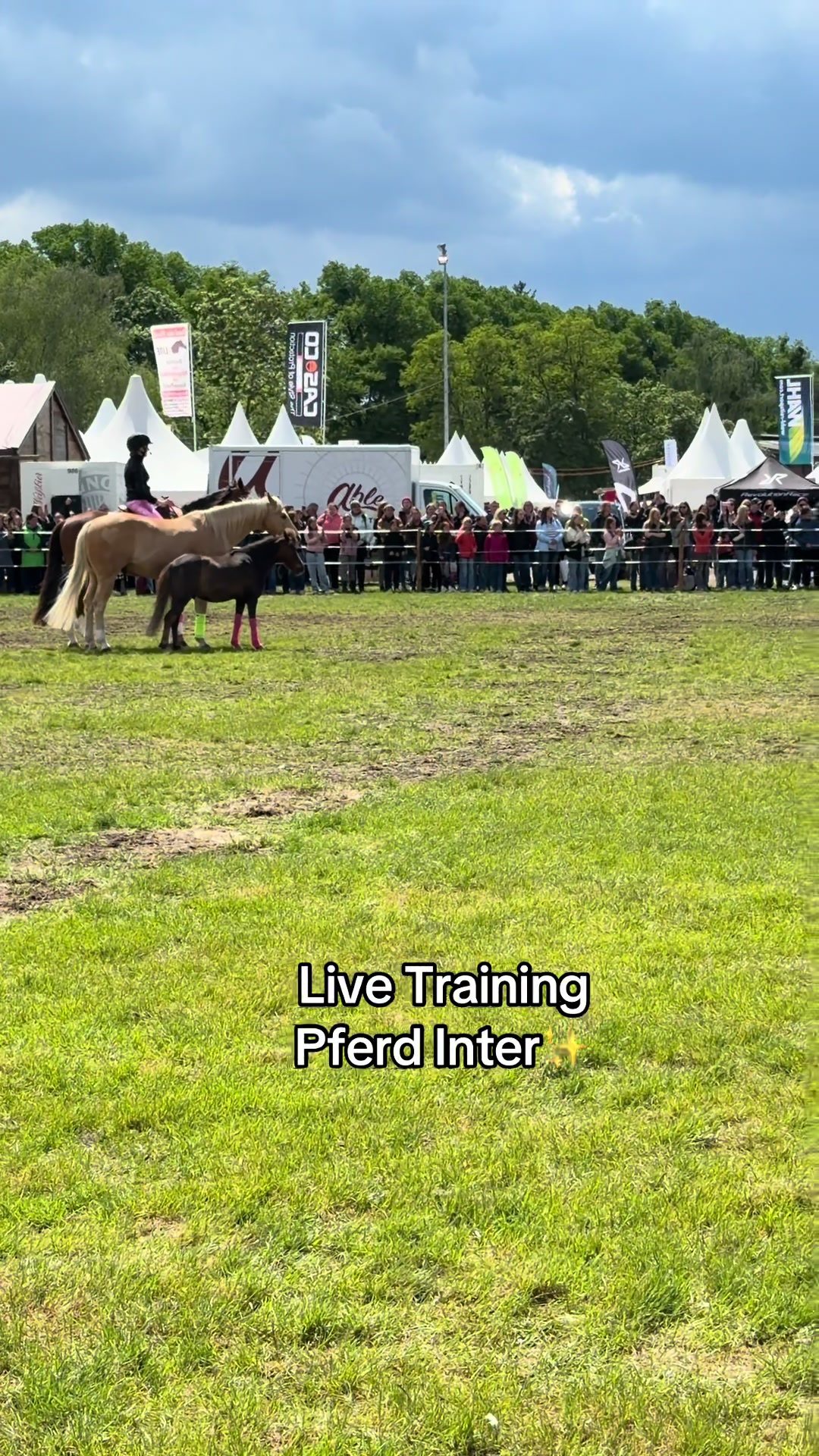 @julia_libertyhorses