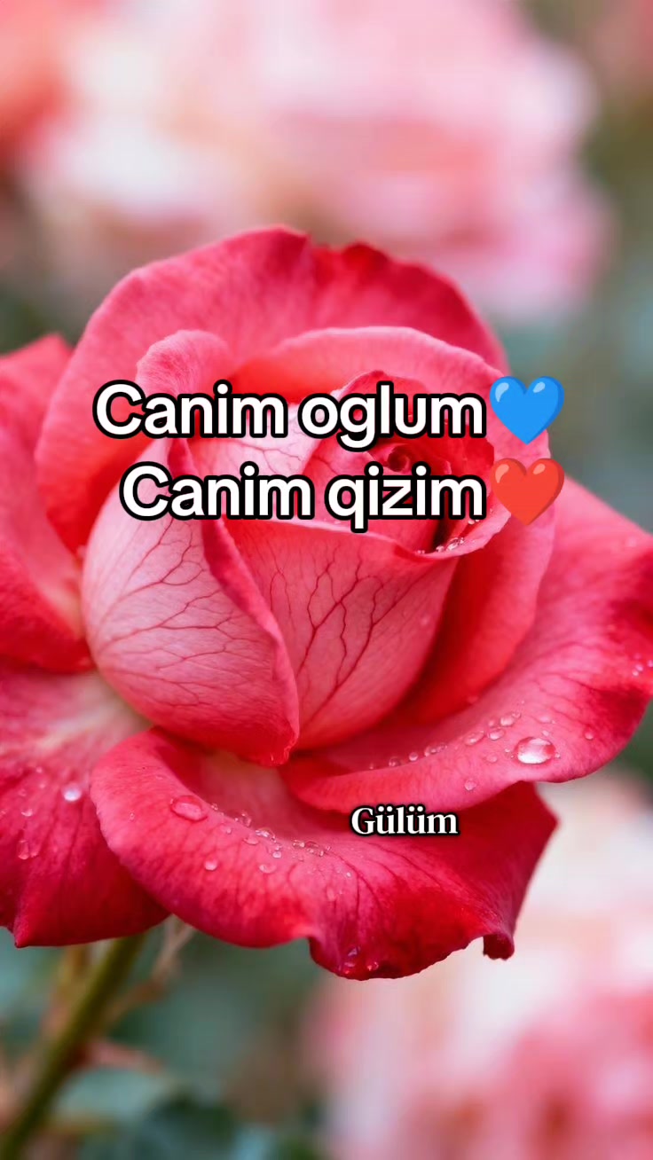 @💫🌹𝗚𝗨̈𝗟𝗨̈𝗠 🌹💫
