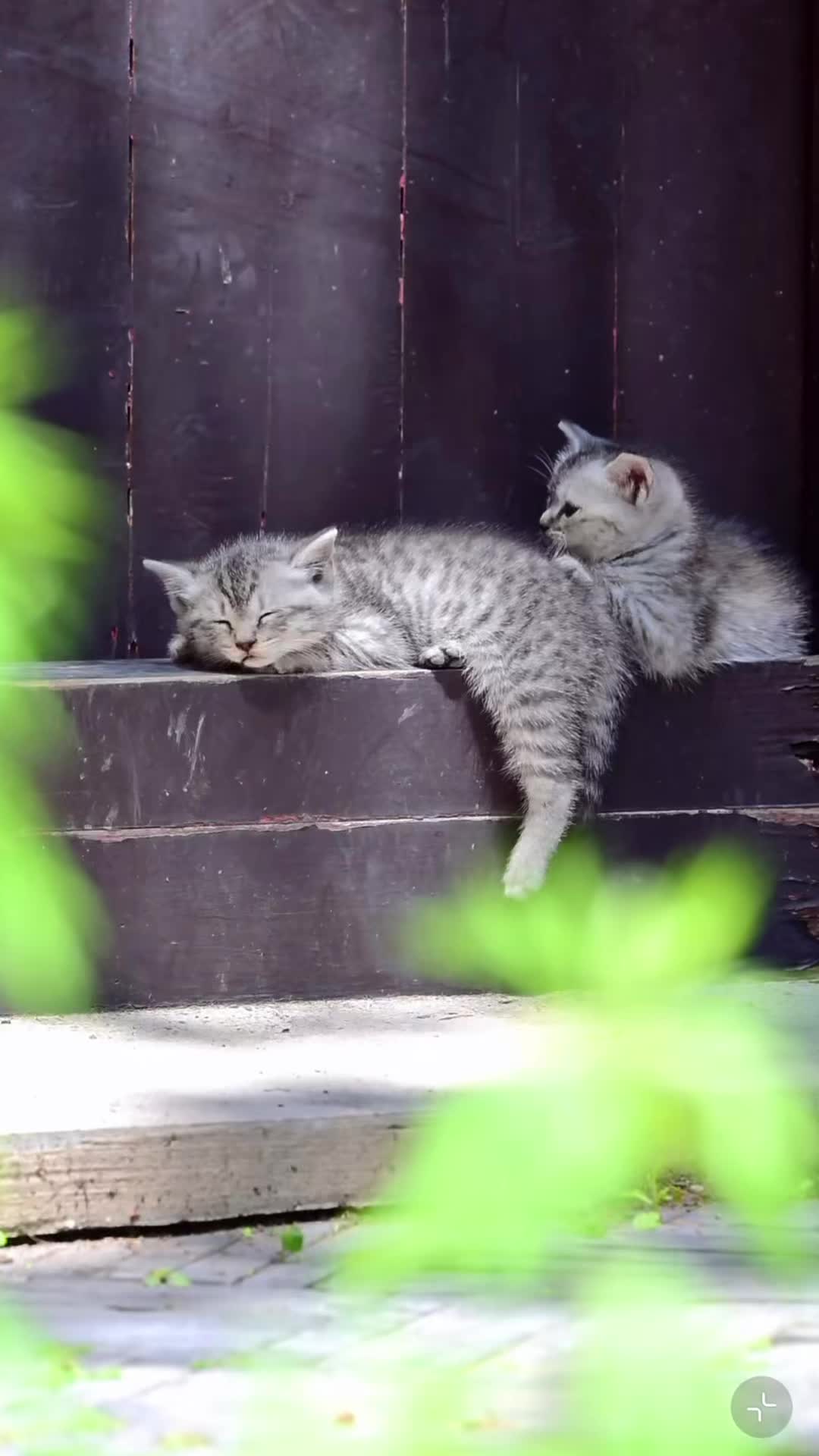 @My Daily Dose of Aww