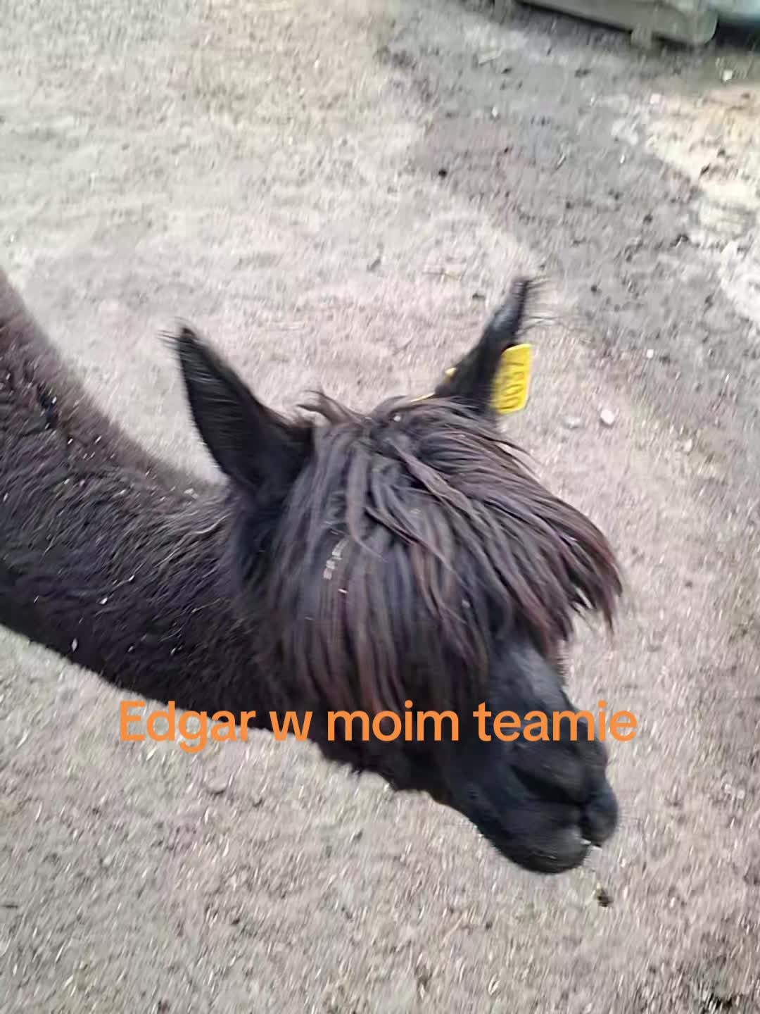 @Zuzanka🩷