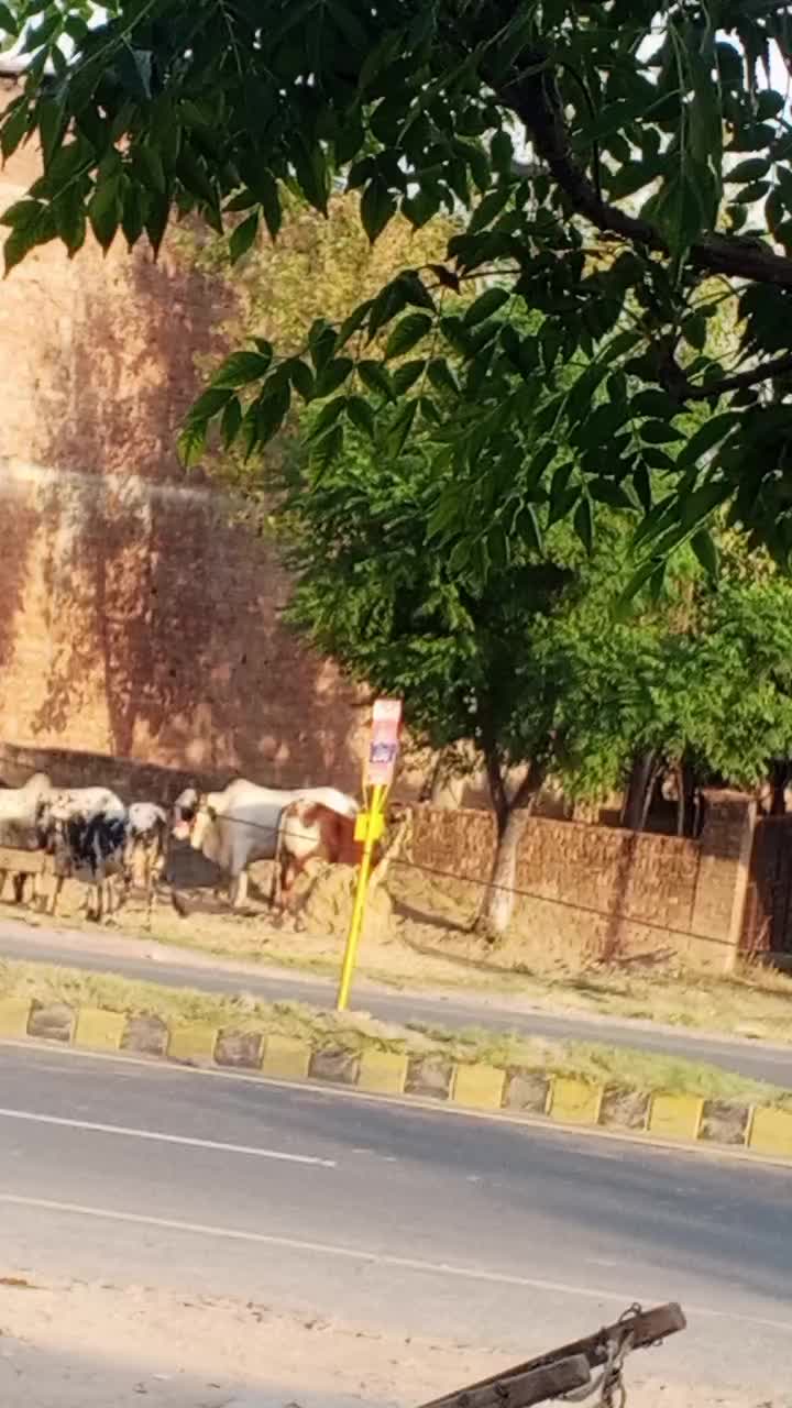 @Ch Shani Gujjar 99