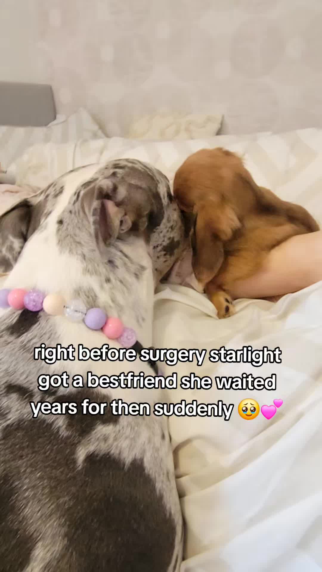 @kirsty+starlight the xl bully