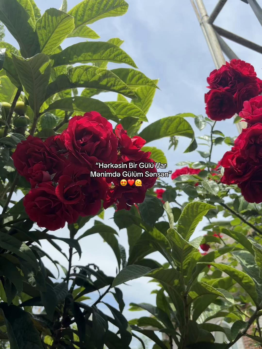 @H&uuml;seyn