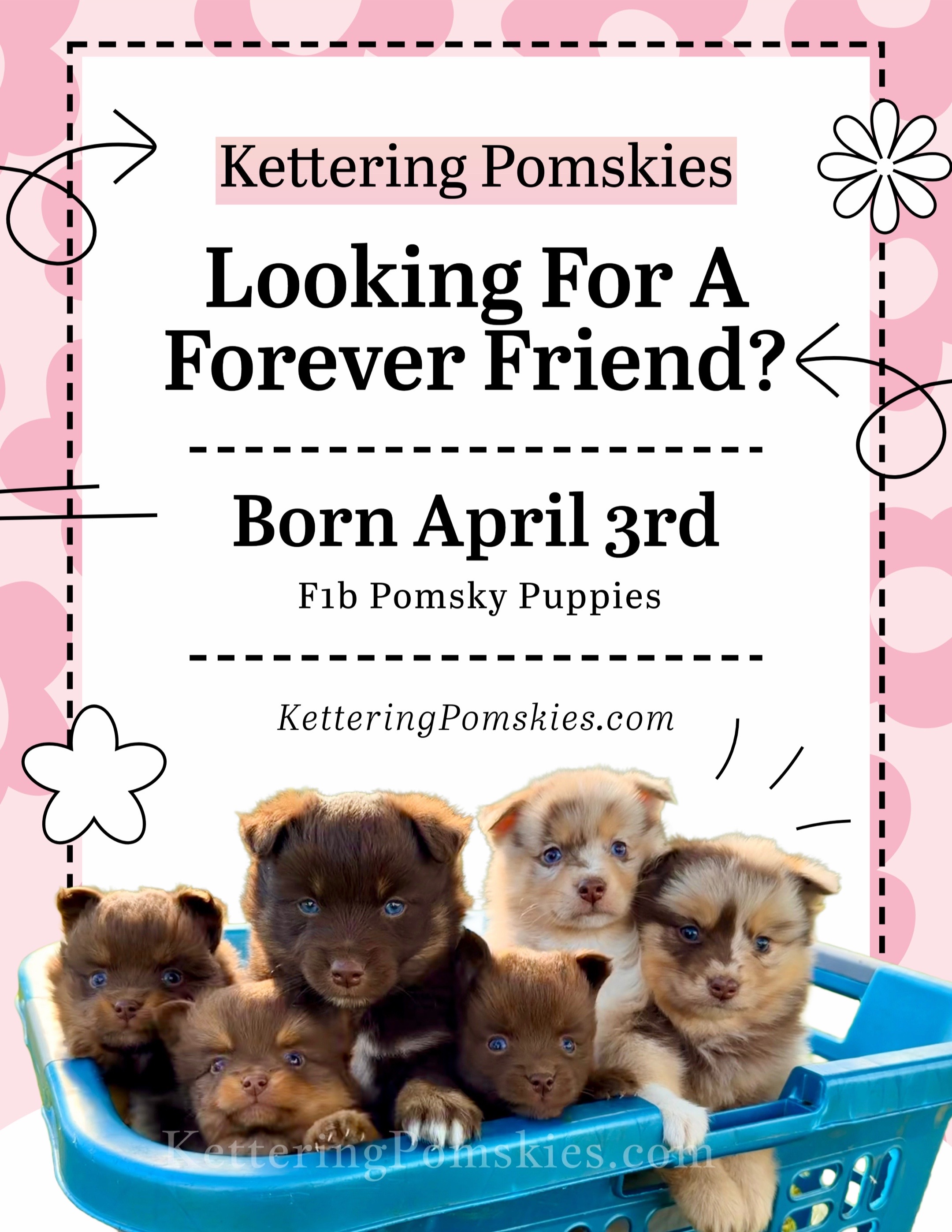 @Kettering Pomskies