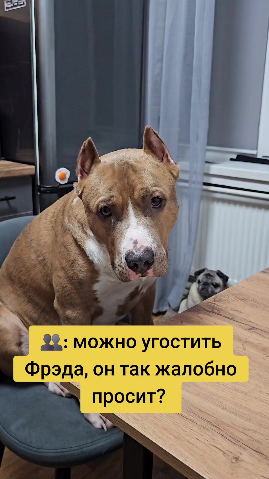 @Pitbul Fred