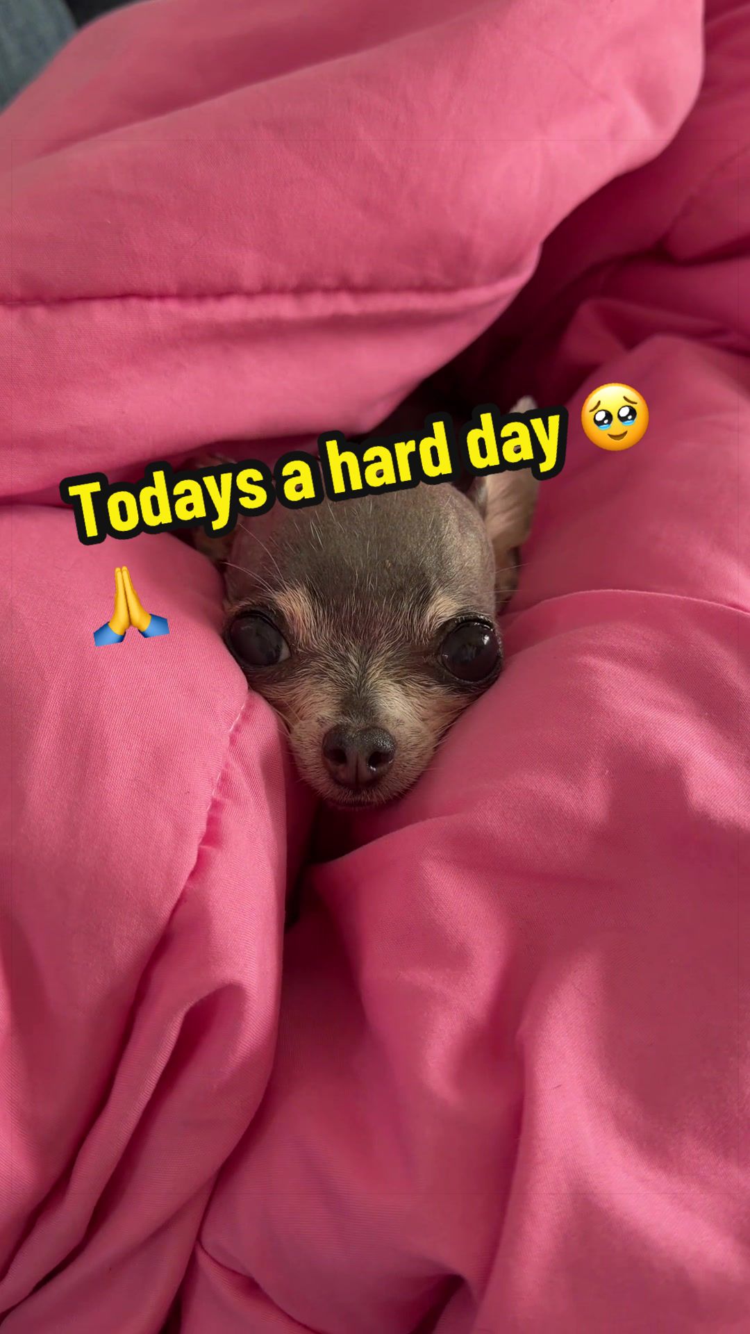 @Tinytiffytheteacupchihuahua
