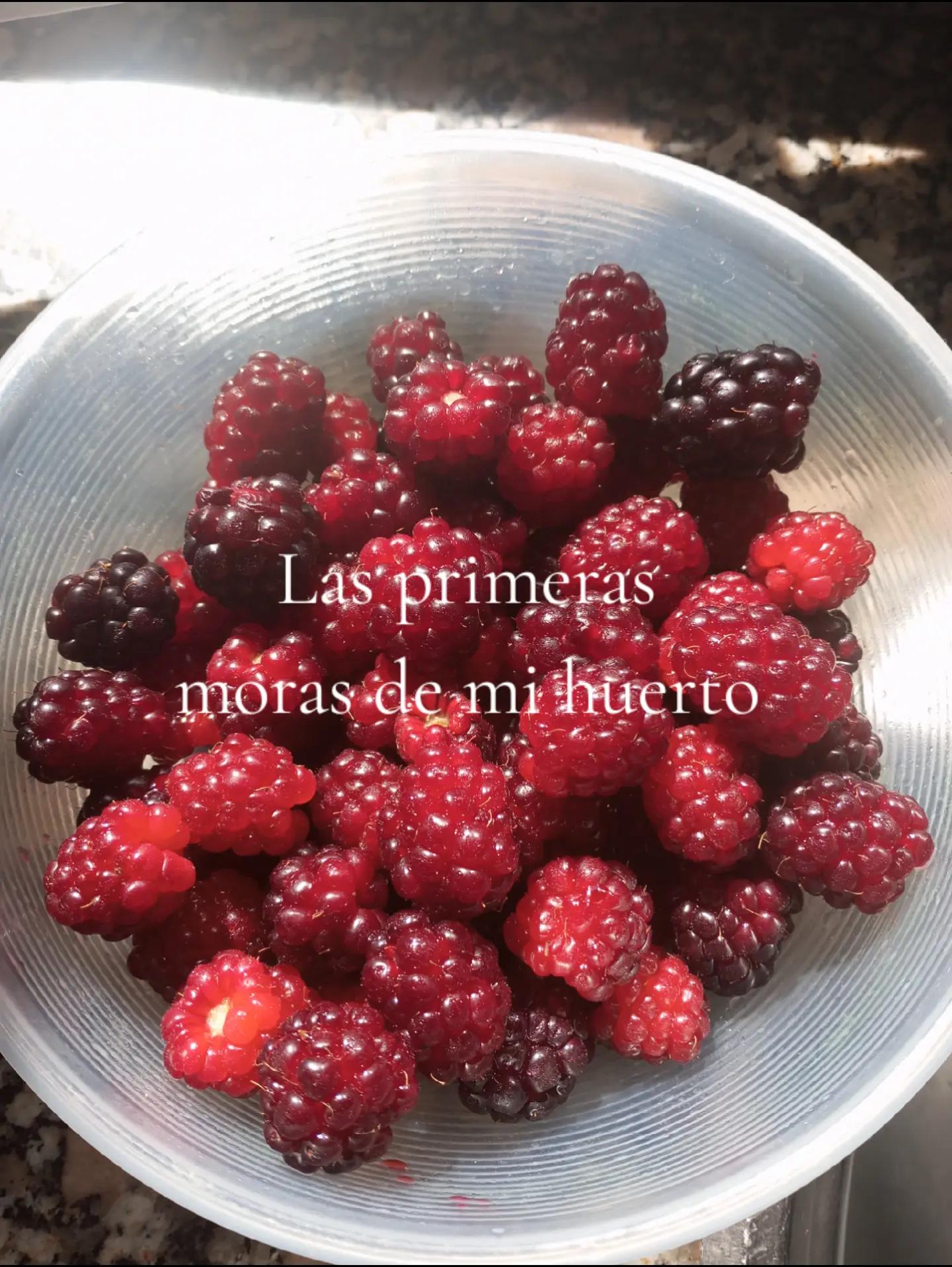 @nieveslarubiagallega