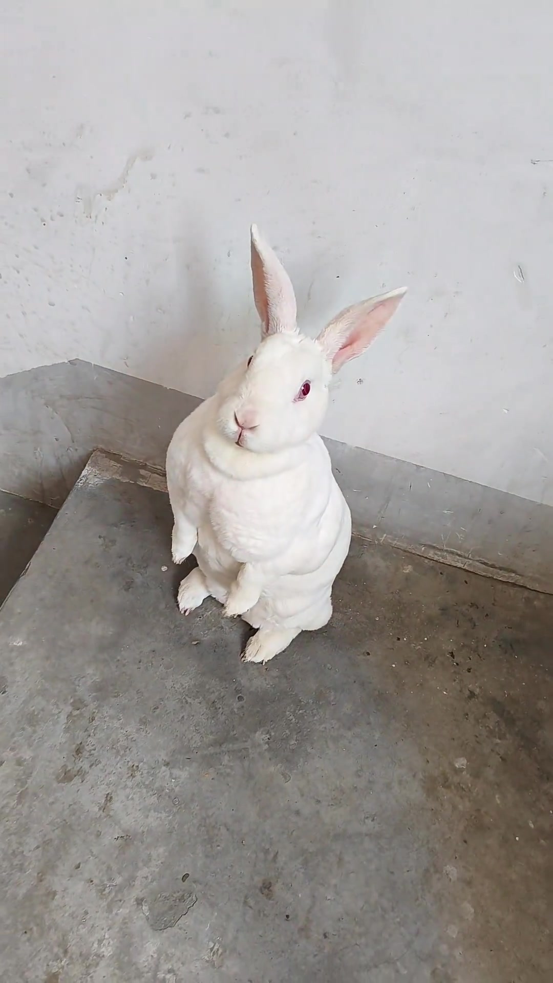 @RabbitNow19