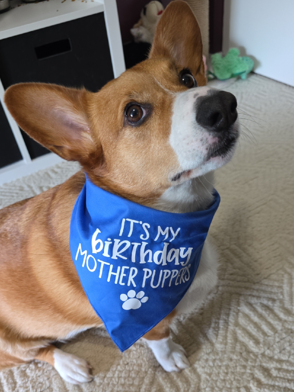 @Chelsea | Corgi Mom 🐾