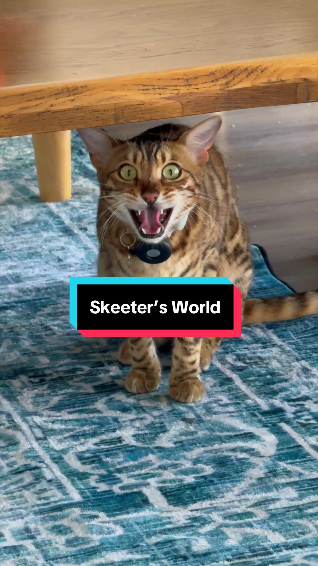 @Skeeter The Bengal