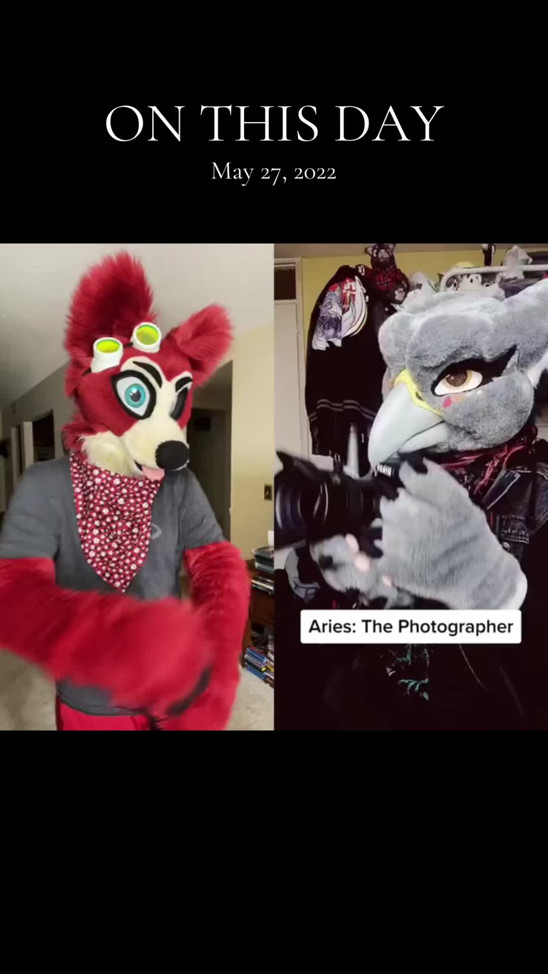 @🦊 Pete The Fox 🦊