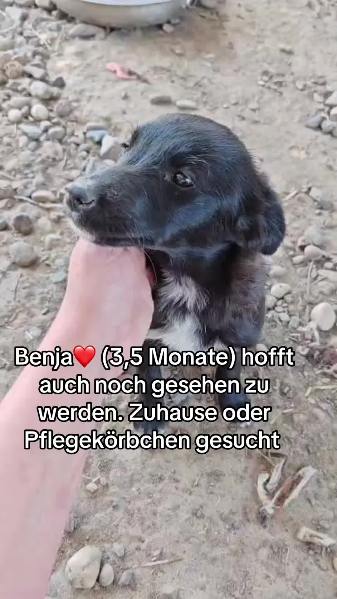 @Ankerhunde e.V.