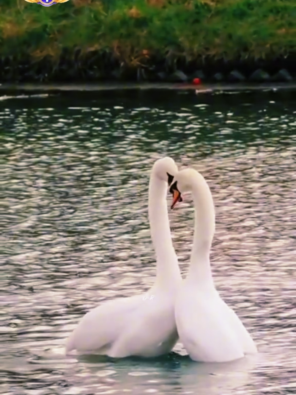 @◥꧁𝓜 . 𝓐 . 𝓚𝓐𝓓𝓔𝓡 ꧂