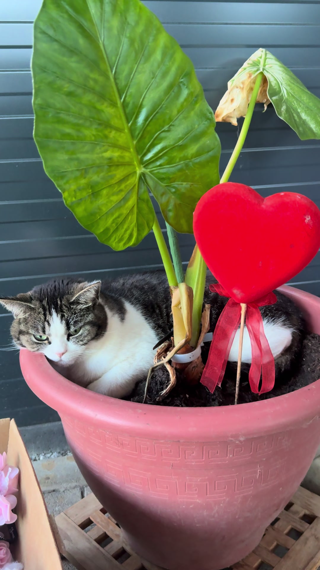 @Mukiskochkunst❤️
