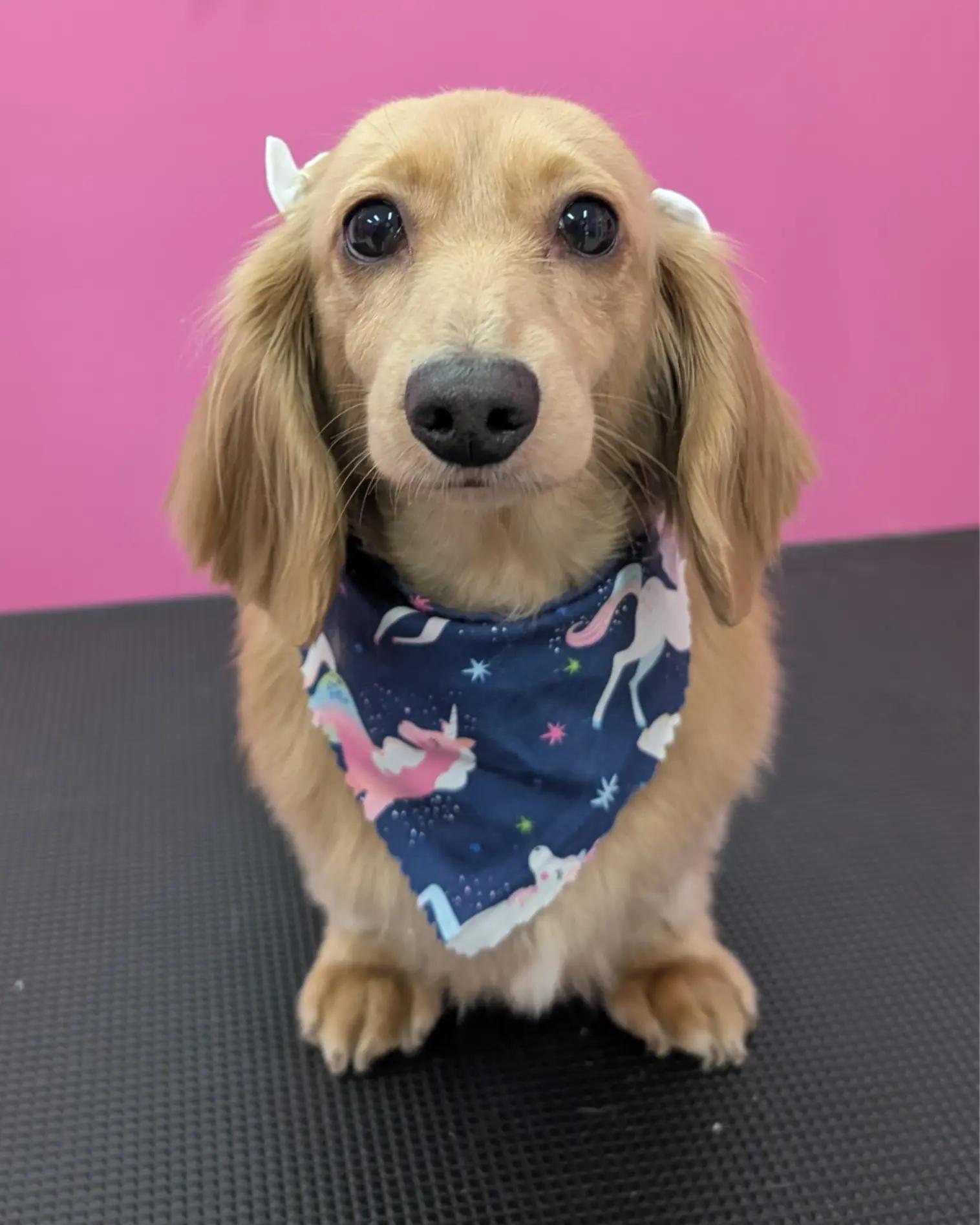 @bubulabapetgrooming