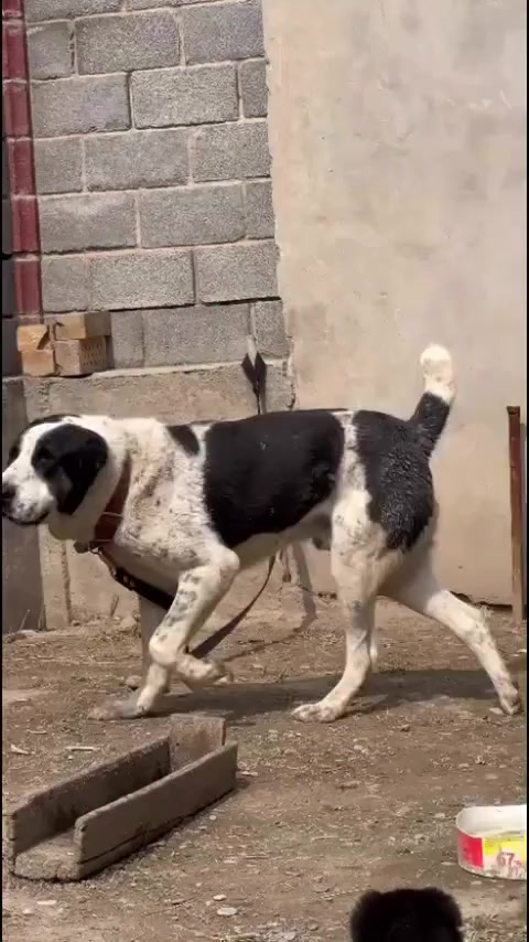 @şəmkir👊