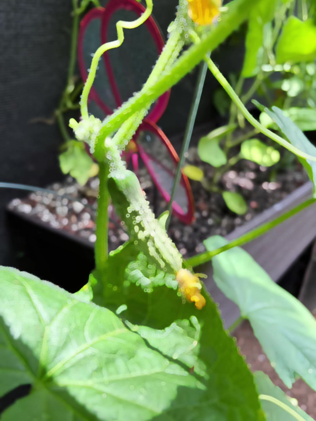 @Melanin Roots Gardener