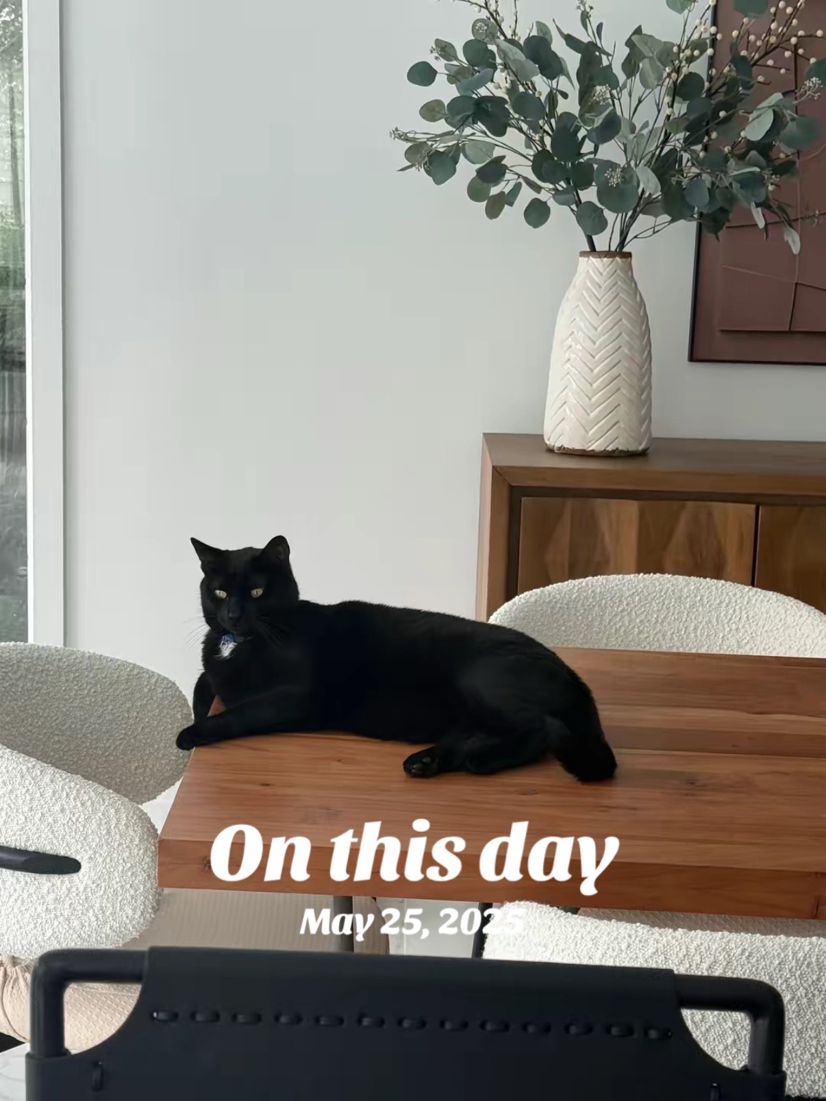 @Oscar Jeremy the cat!