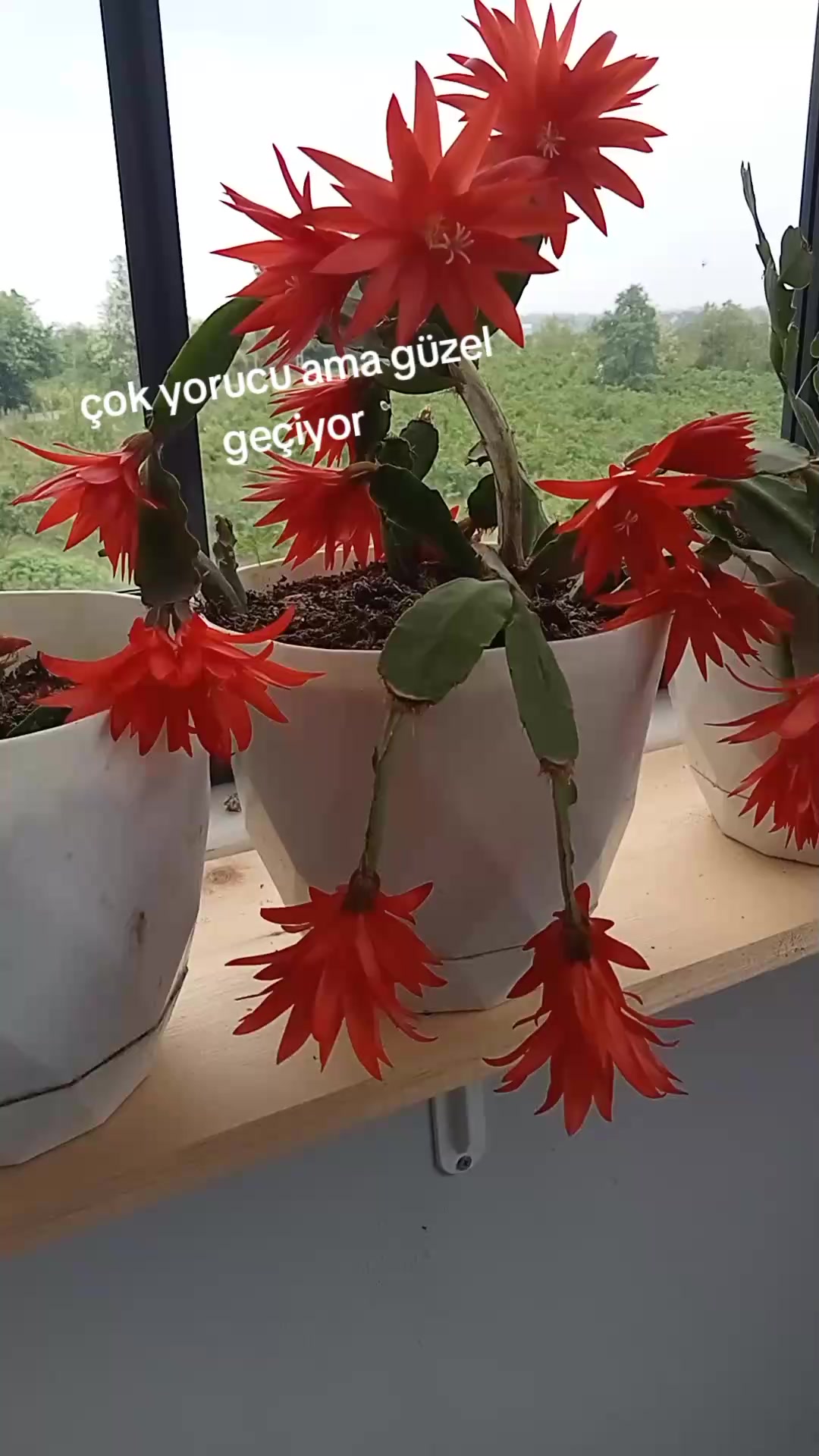 @Nuriye Bicil