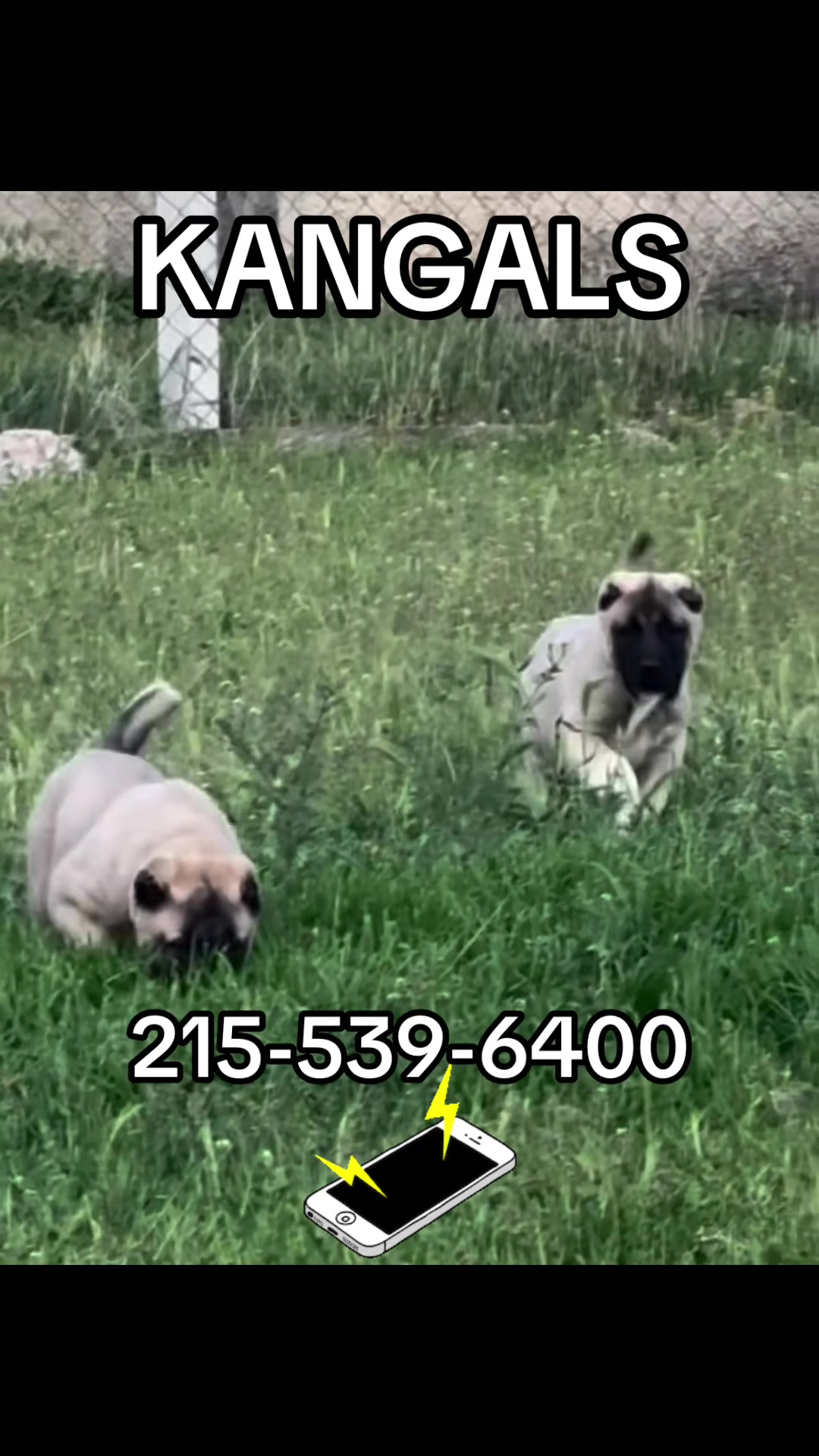 @Ultimate Puppies