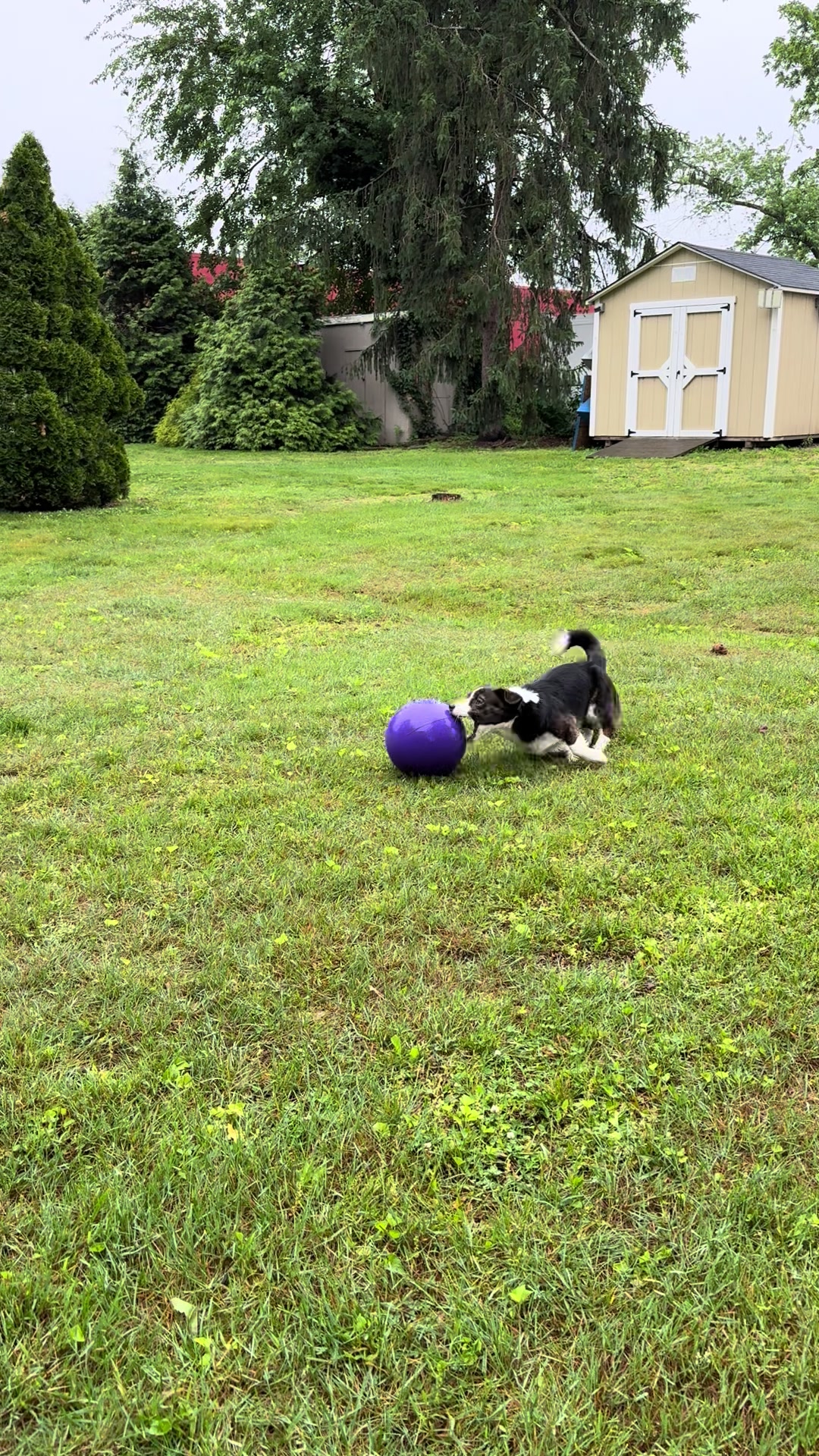 @South Jersey Corgi Rescue