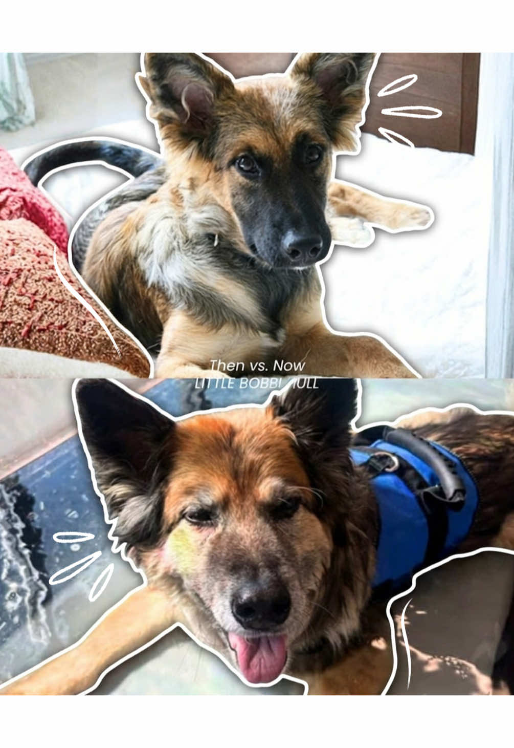 @BW.K9.Rehab🇨🇦