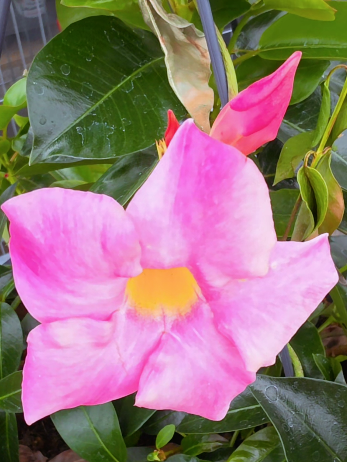 @ChiranjibiR