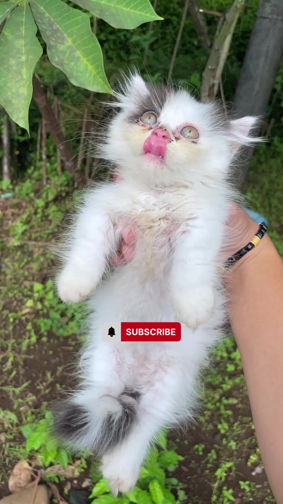 @Republic Of Cat