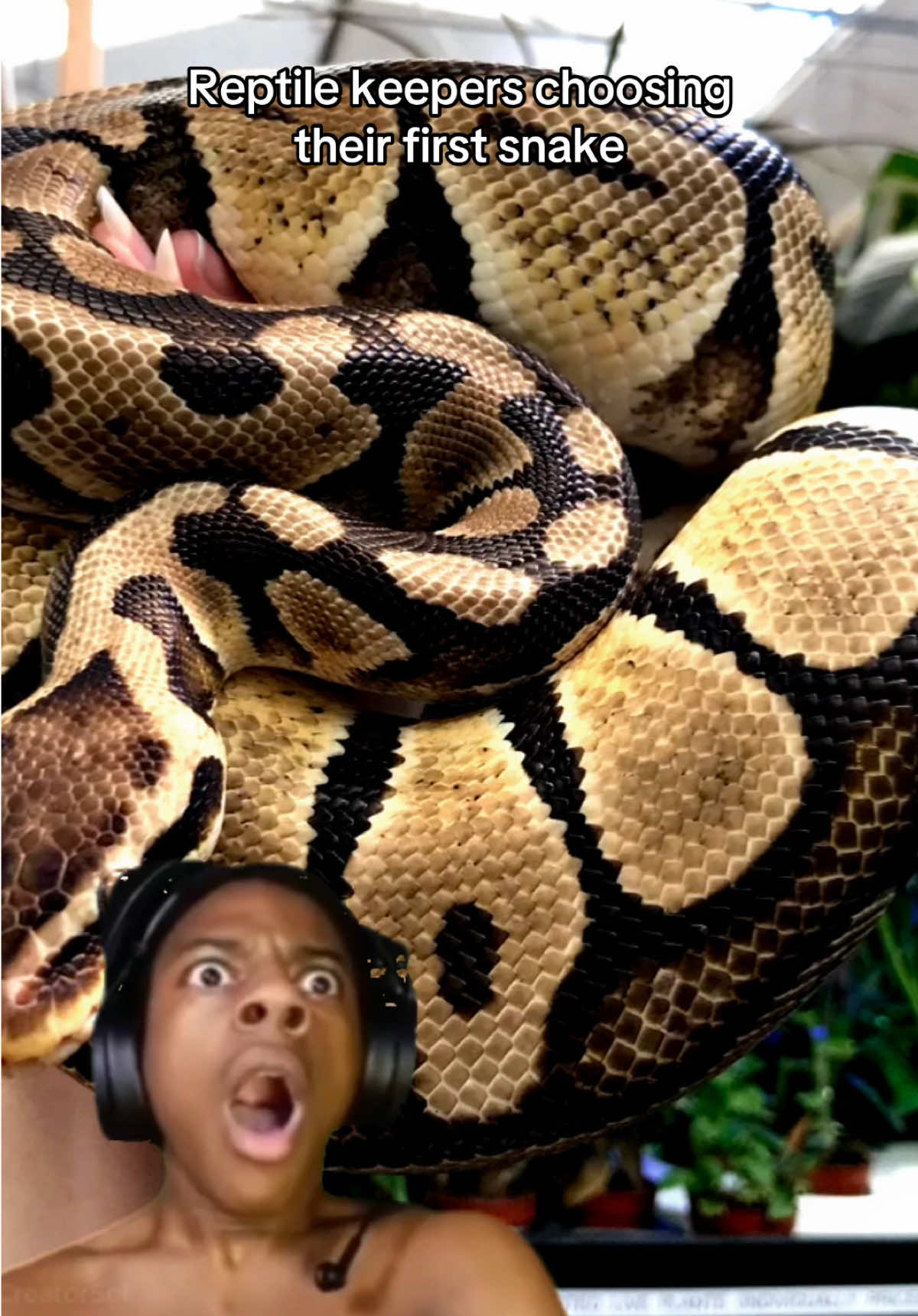 @Reptiles By Post
