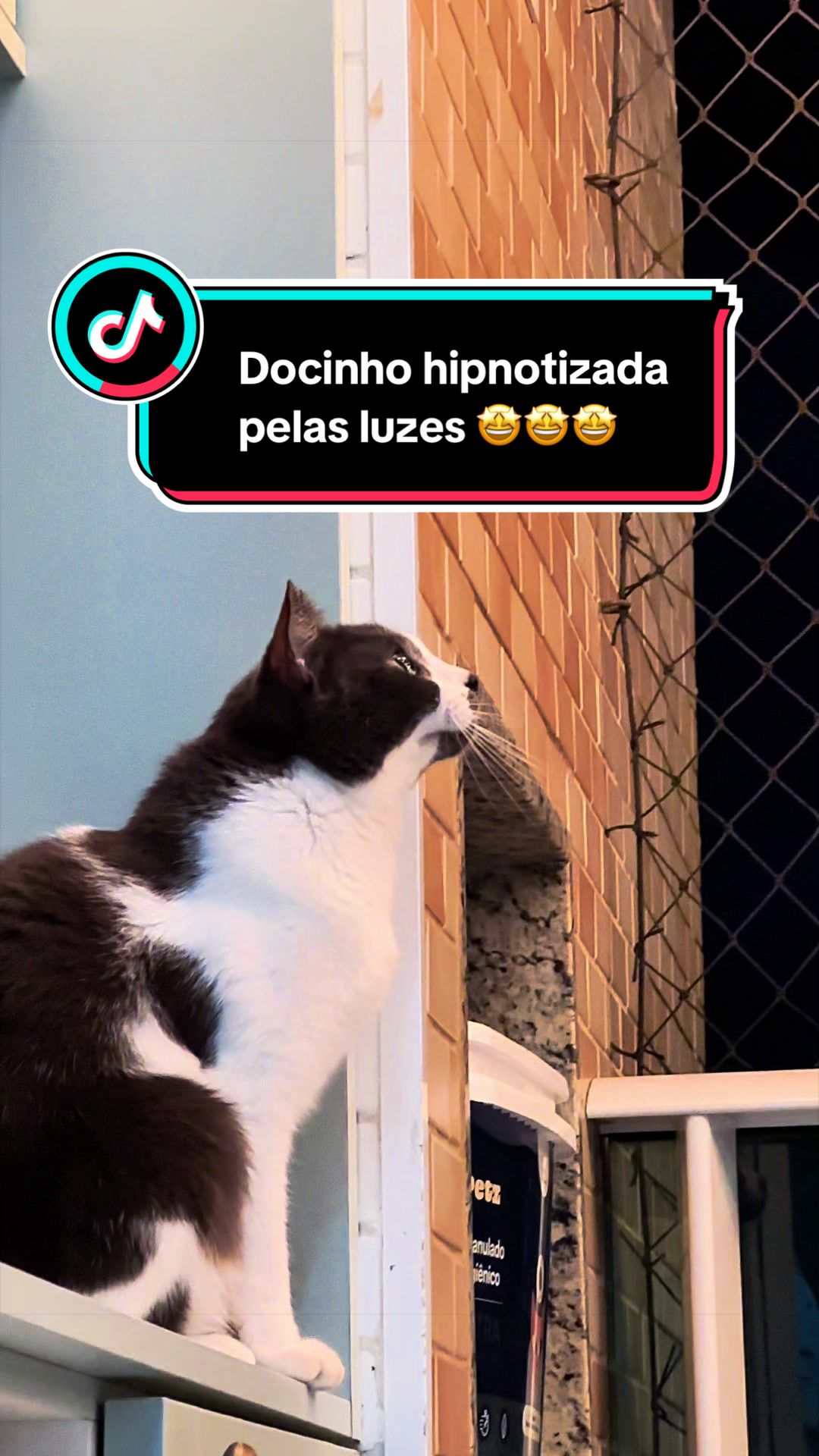 @Dia a dia de gato🐾