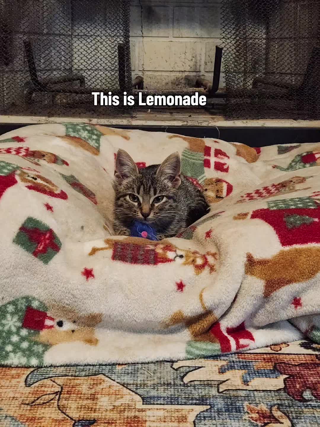 @crazycatcrew