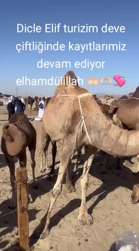 @Dicle_elif_turzm_silvan
