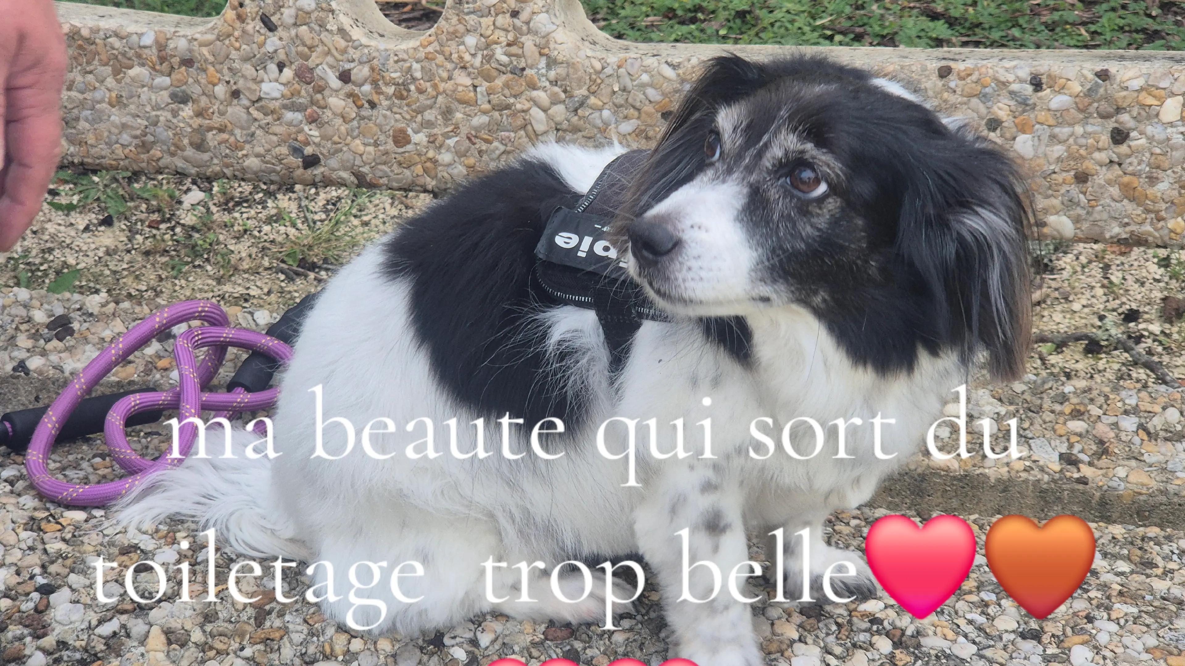 @bea