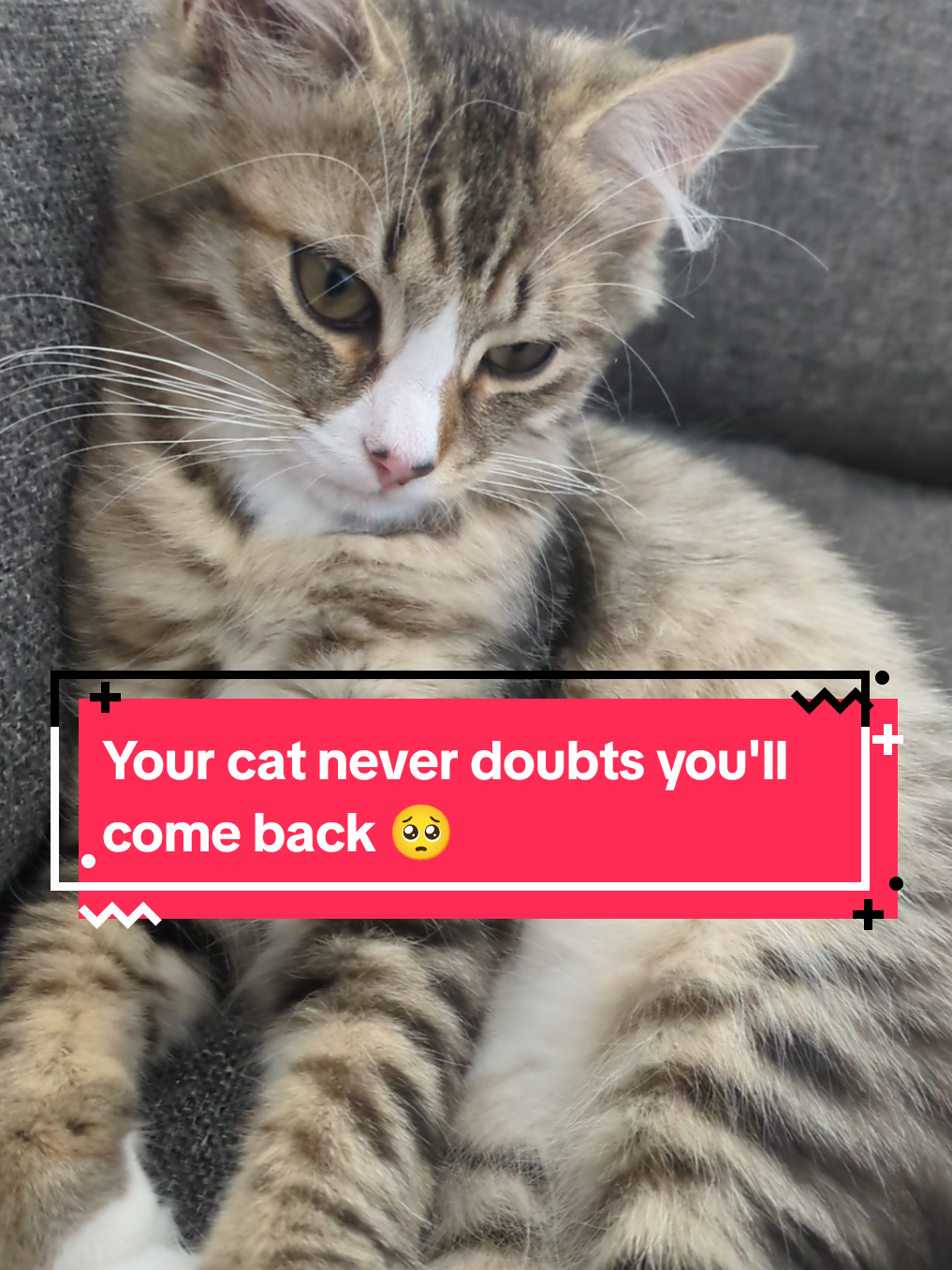 @The Cutest Cats Ever