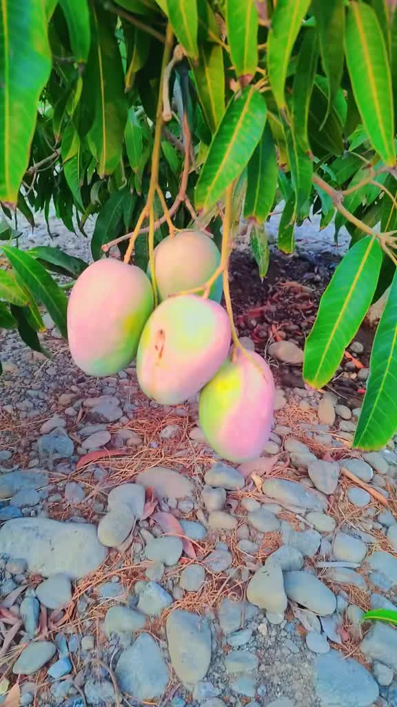 @🇦🇪@UAEFRESH🇦🇪