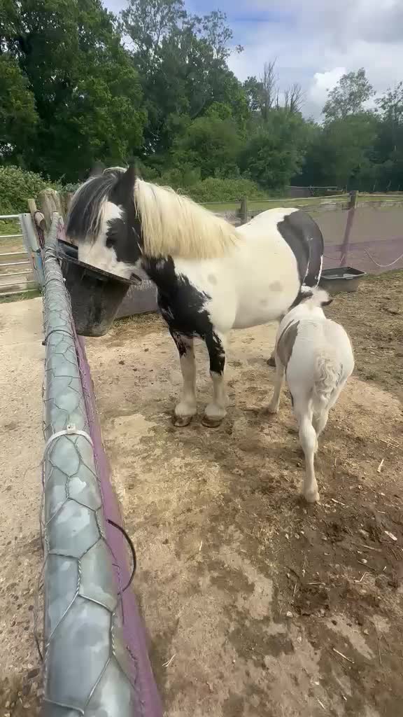@Valgrays bc & animal rescue