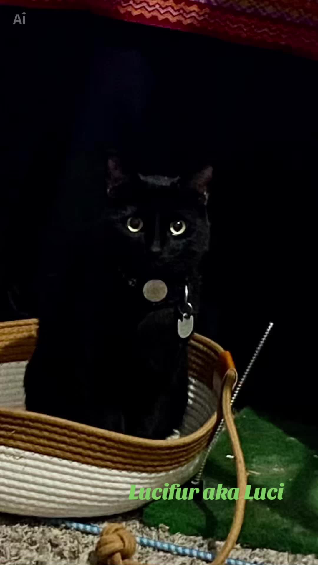 @🐈‍⬛🐈Shelby🐈
