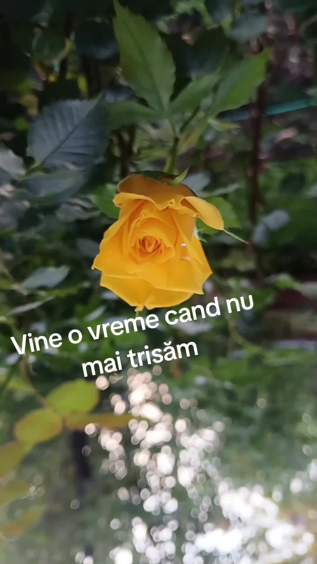 @#SFINXUL#