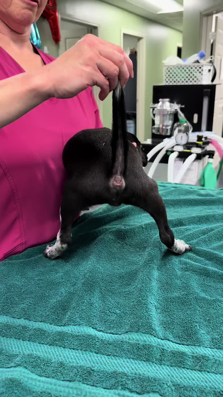 @Triangle Vet