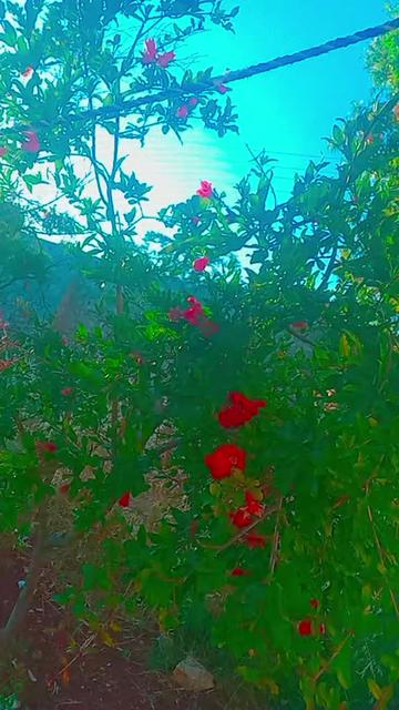 @ام شمس وسما