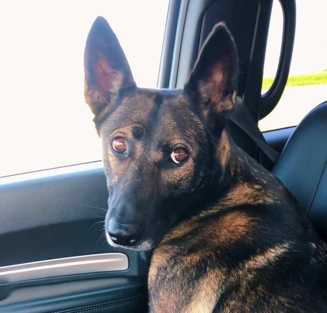 @K9 Dina