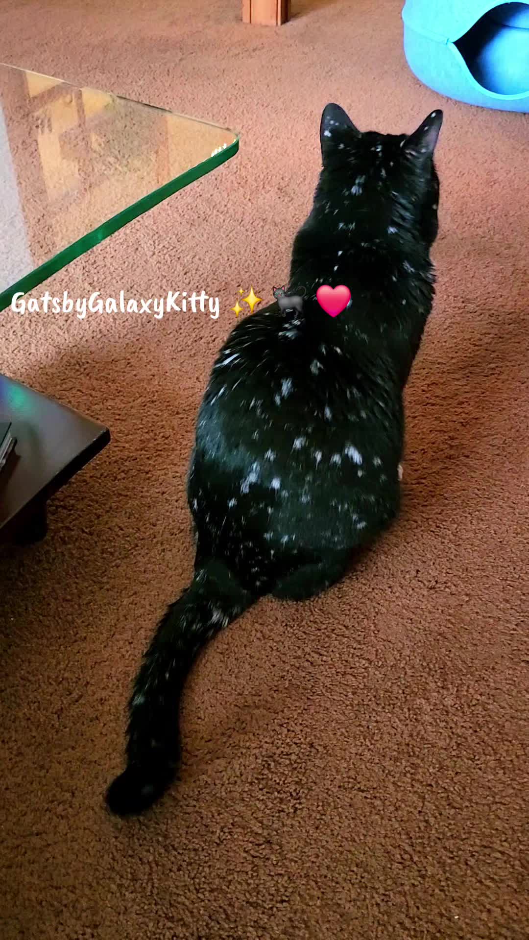 @gatsbygalaxykitty
