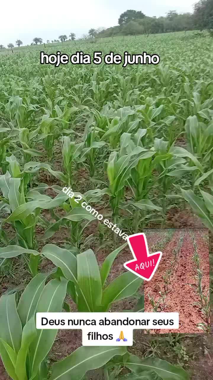 @jocriador